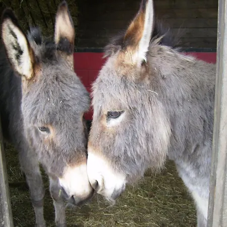 Charming In Ardennes