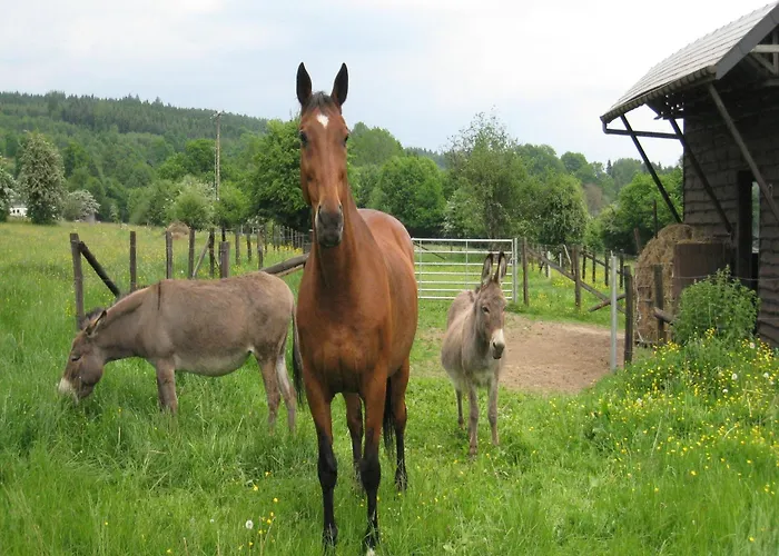 Charming In Ardennes Petit-Thier